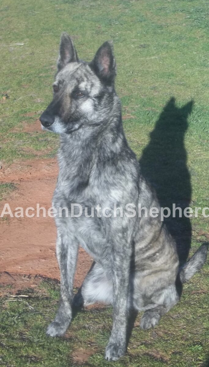 silver blue dutch shepherd